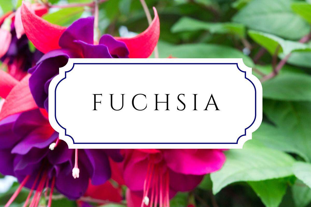 unique nature names fuchsia