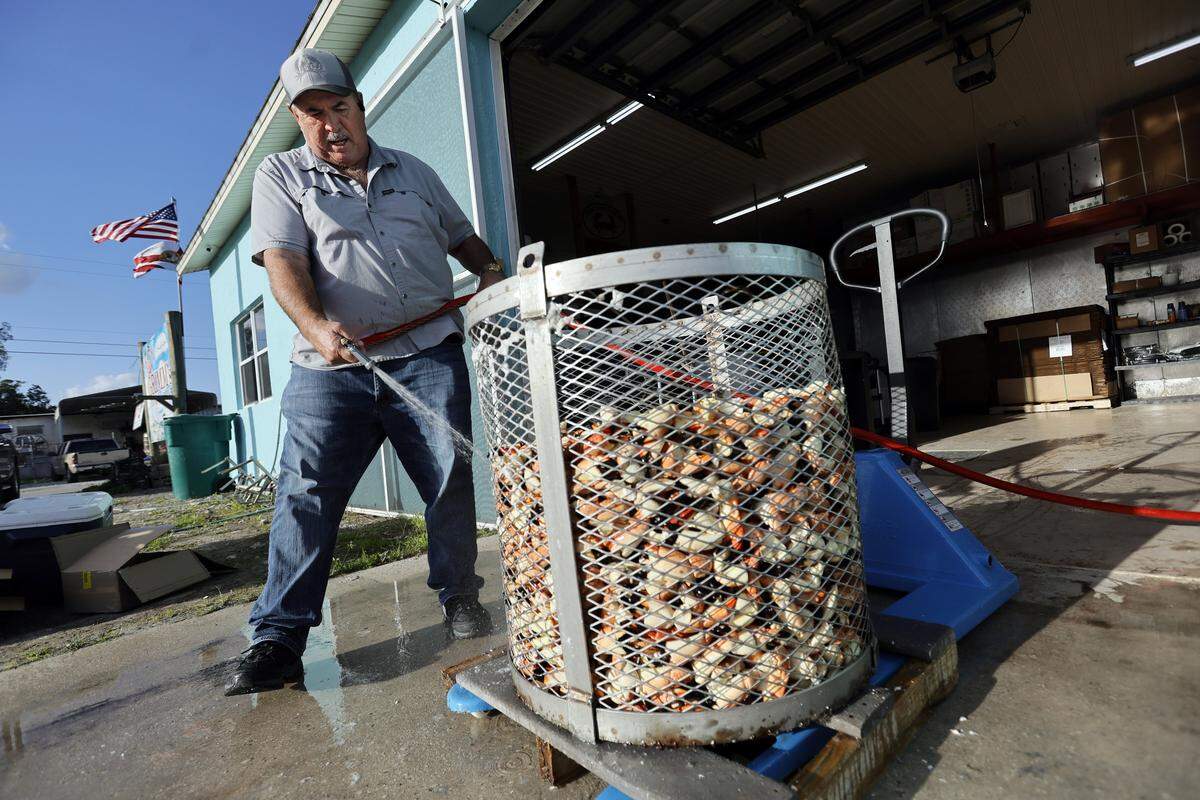 Howie Grimm rinses more than 300 pounds of cooked stone crab claws at Grimm’s Stone Crab in Everglades City on Friday, Dec. 2, 2022. Grimm who is also the town’s mayor, says now that most of the Hurricane Ian repairs are complete, “The town is open and working and hopefully we will get some people out here to enjoy it.”