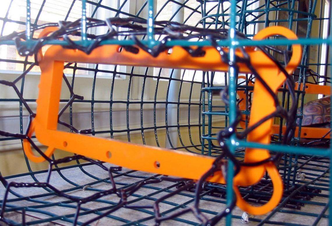 Bycatch Reduction Device (BRD) in a trap.
