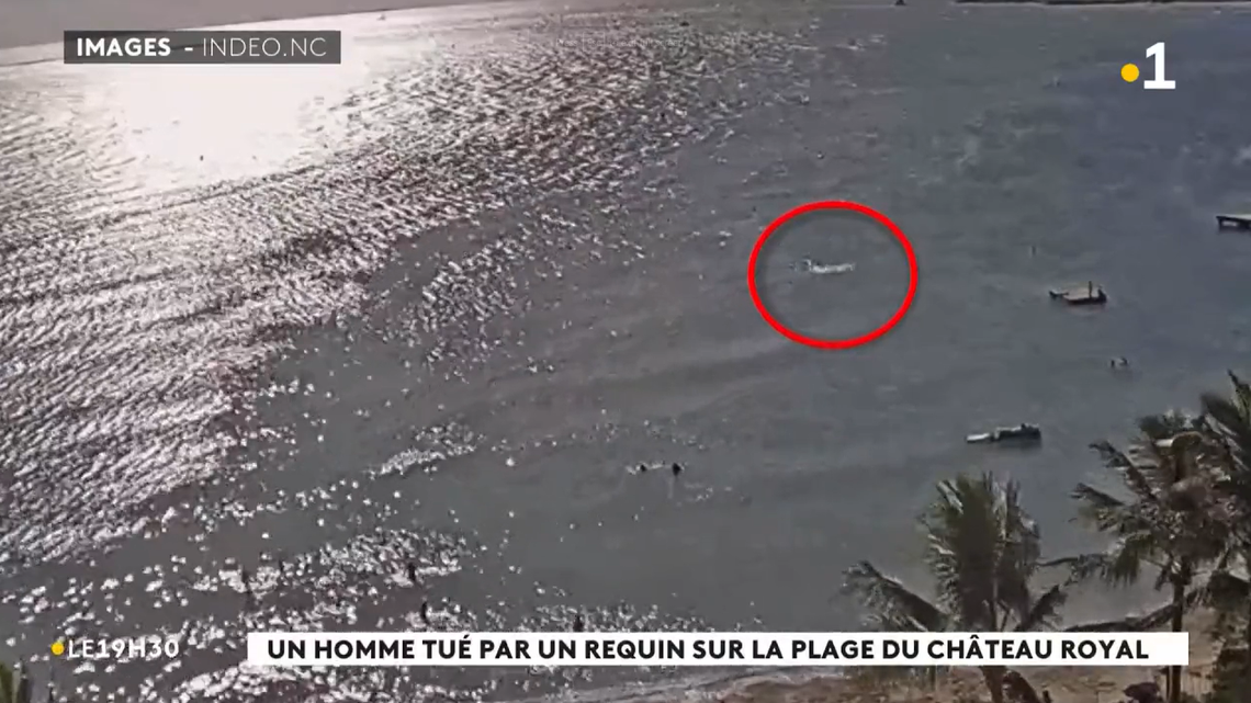 Authorities said hunters caught several sharks following the attack.