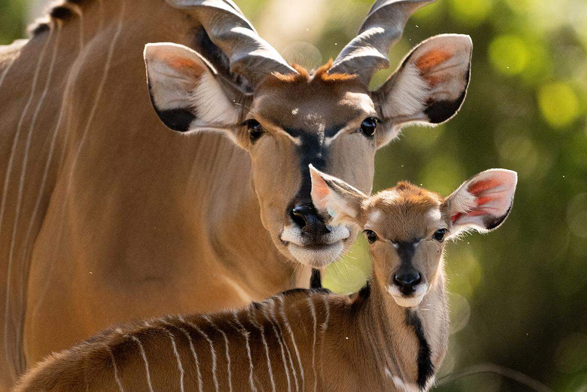 ​A rare giant eland was born the day before Thanksgiving at Zoo Miami.