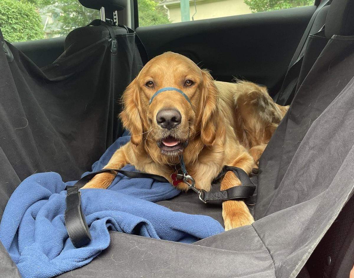 Nacho on his way to the Florida Keys.