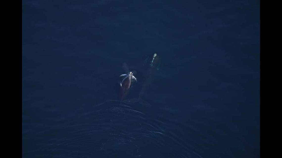 North Atlantic right whales are critically endangered, scientists said.