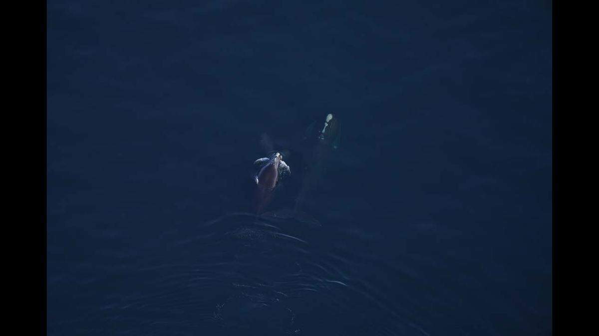 North Atlantic right whales are critically endangered, scientists said.