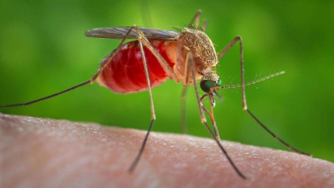 Are You Breeding Mosquitoes In Your Backyard? Here’s How to Tell (and How to Stop Them)