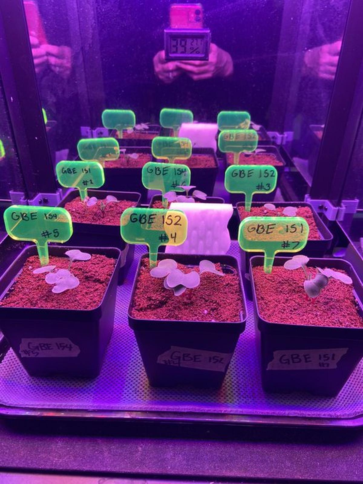 A set of pots with plants grown for Growing Beyond Earth. Students have studied radishes, and herbs like dill and cilantro.