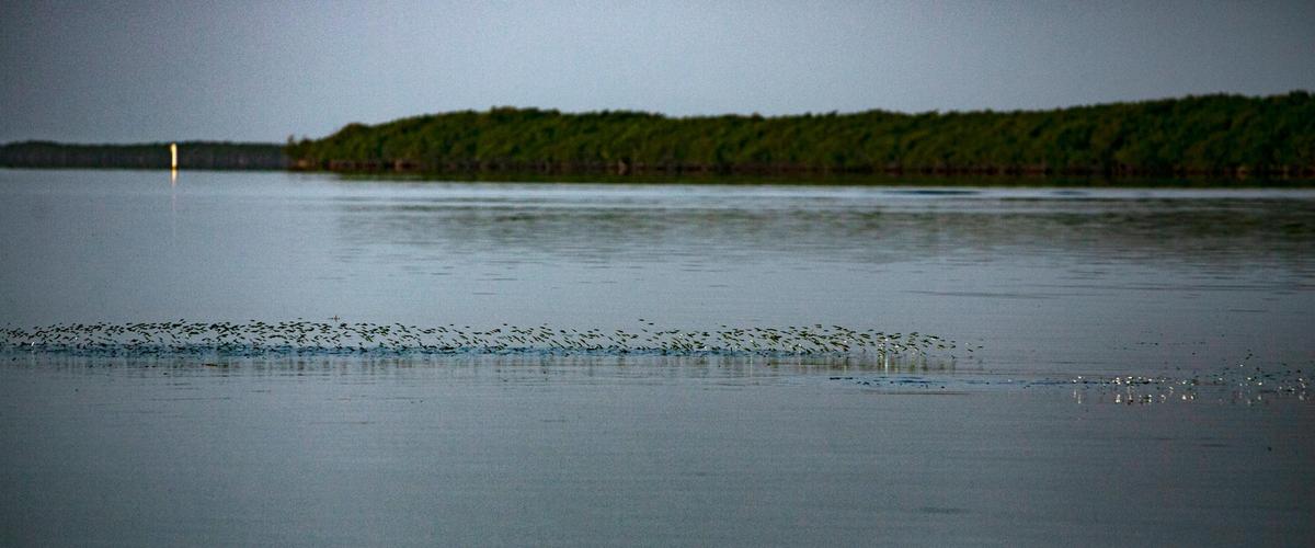 A long line of minnows jump in the air as they are chased by larger fish searching for breakfast in the early morning hours in the bay waters of Biscayne National Park south of Homestead Bayfront Park Thursday, Sept 2, 2021.