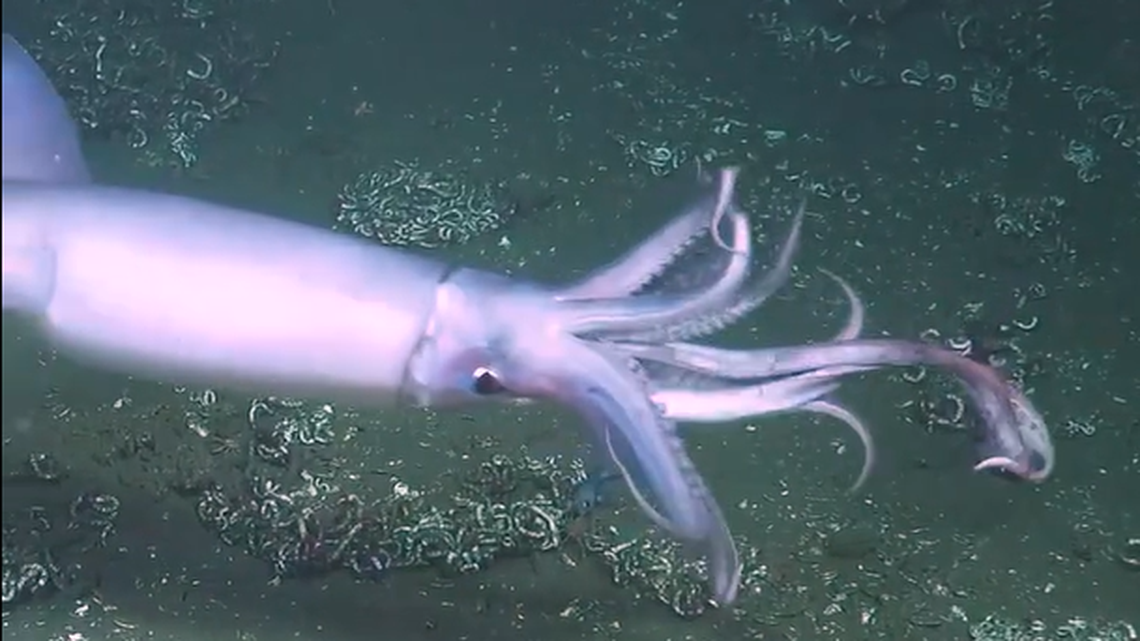 This Humboldt squid came out of nowhere, slipped to within inches of a fish and then launched a barrage of tentacles like harpoons, a Schmidt Ocean Institute video shows.
