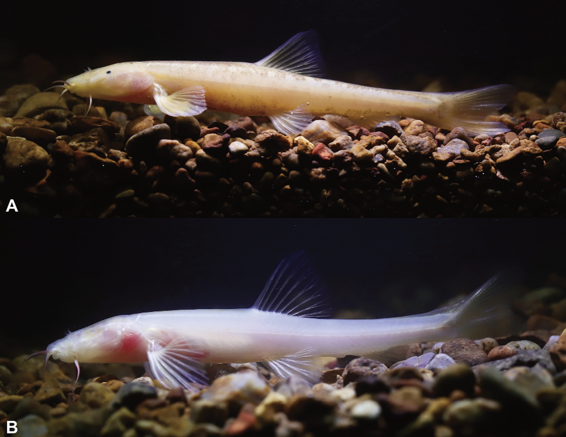 The fish have reduced eyes caused by their life in the dark.