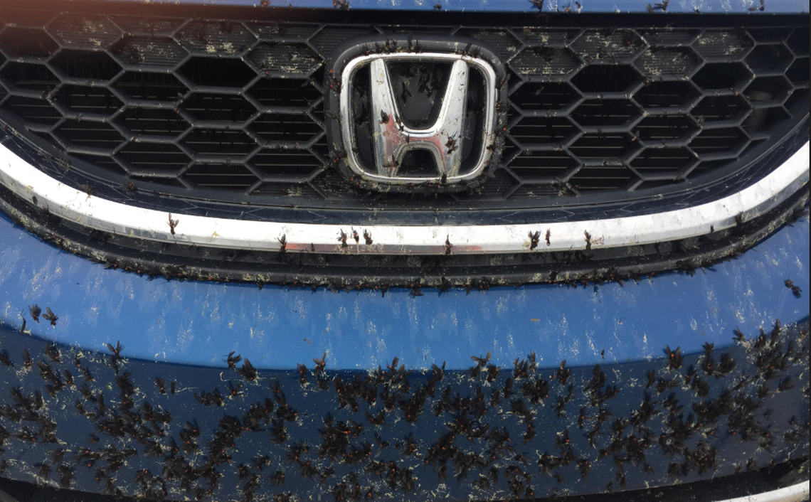 This is what a car looks like passing through Central Florida along the turnpike.