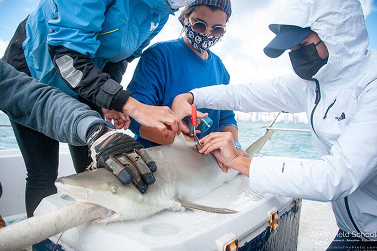 Ransom Everglades School student Alexa Hommen, along with several of her peers from the marine field research course, helps tag a shark as part of a research project.