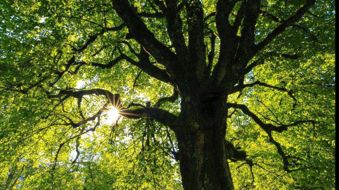 File photo of a tree. Authorities in Pennsylvania said a boy was killed when strong winds split a tree, causing part of it to strike the child.