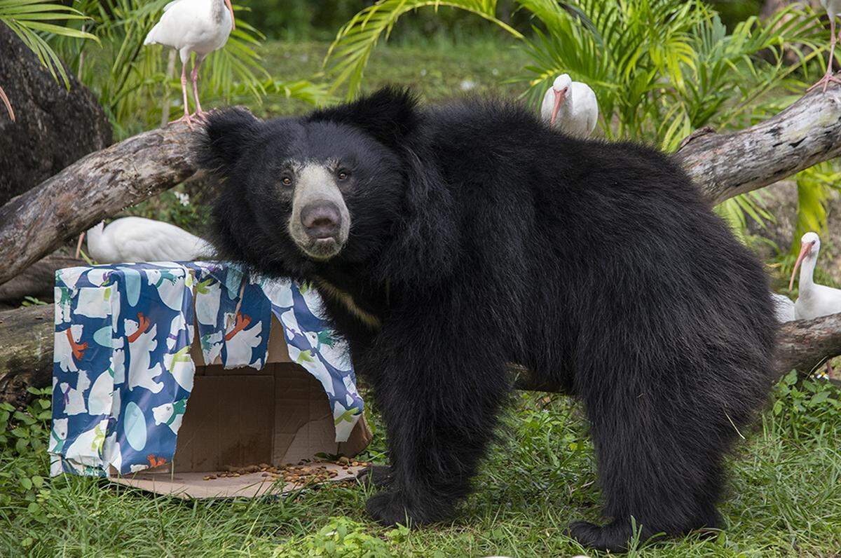 Zoo Miami sloth bear Hank enjoys his mealworms and bear chow.