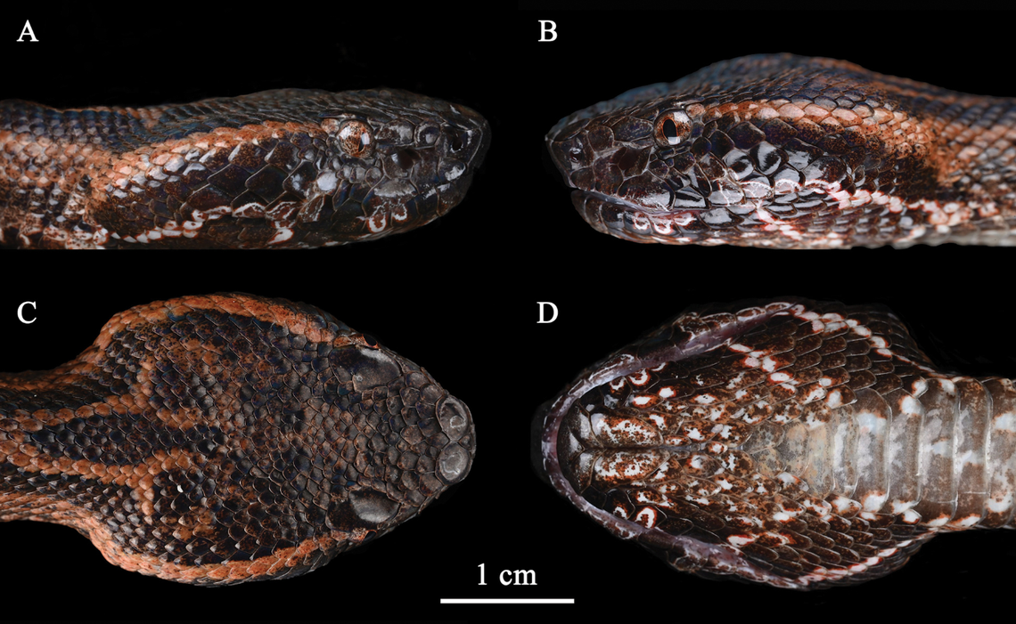 A pattern that mimics open surgical scissors sits on the back of the snake’s neck, researchers said.