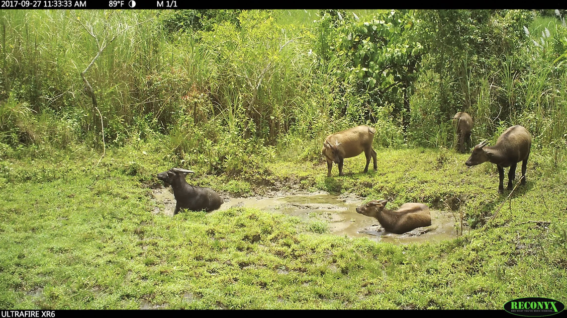 The animals were rarely seen wallowing together, typical of their more solitary lifestyle.