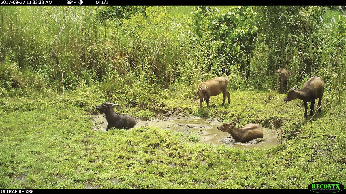 The animals were rarely seen wallowing together, typical of their more solitary lifestyle.