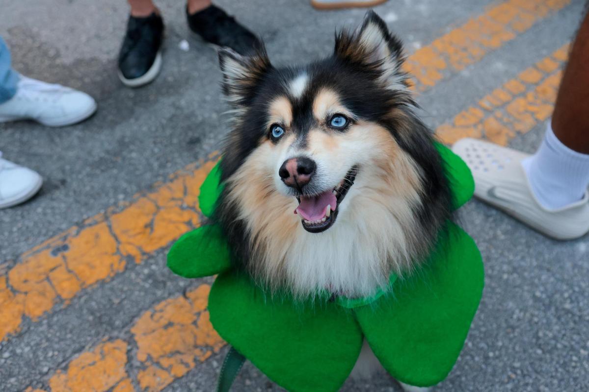 Cooper, a pomsky wearing a St. Patrick’s Day costume, sits on Salzedo Street during the John Martin’s 32nd Annual St. Patrick’s Day Street Festival in Coral Gables, Florida, Saturday, March 15, 2025.