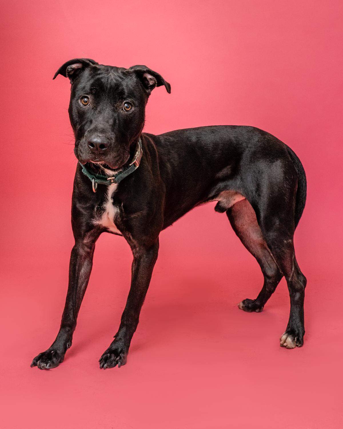 “Dice #A2377580 is a 2-year-old curious boy who would love to explore the world with you. He’s gets really excited when meeting new friends and he has so much love to give you! Take a chance on Dice, you never know – he may end up being the Love of Your Life.”&nbsp;