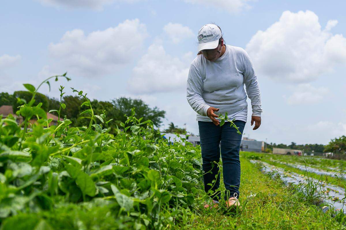 Veronica Custodio, 37, picks through spinach at her fatherÕs farm in Homestead, Florida on Wednesday, May 27, 2020. The farm belongs to Juventino Custodio, 53, who was forced to let his spinach rot after the coronavirus pandemic caused a disruption in his supply chain process.
