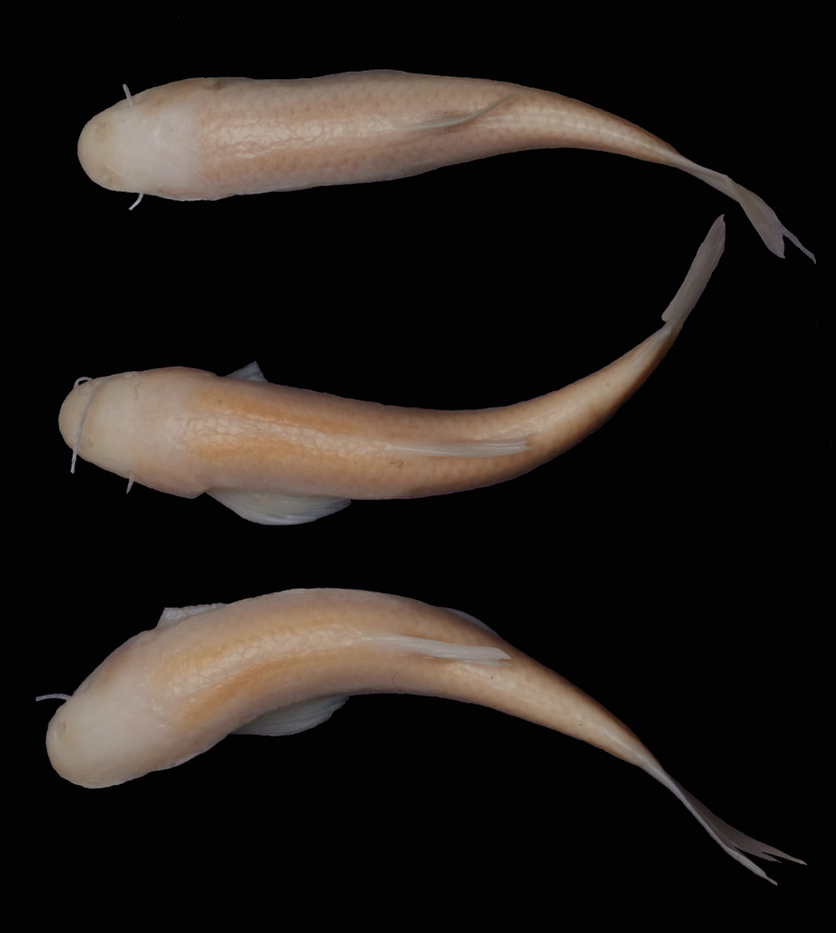 Instead of eyes, the fish has sockets filled with fatty tissue.