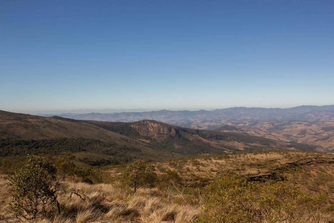 The Cerrado is considered an “upside-down forest.”