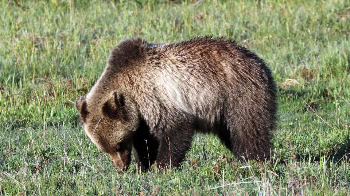 State expands bear hunt permits and adds private lands to the mix