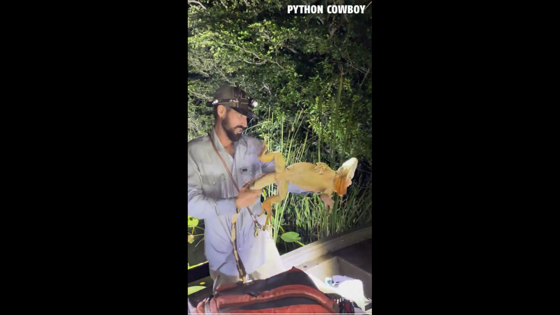 This 4-foot invasive iguana was captured after it jumped into a boat load of Florida hunters, video shows.