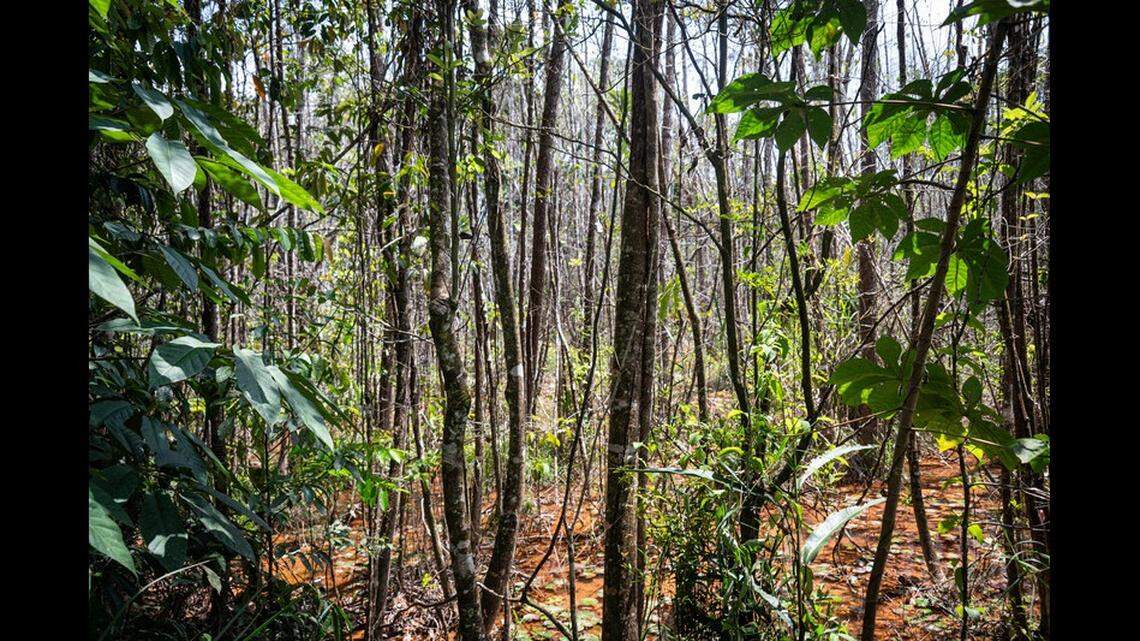 Researchers rediscovered the Pernambuco Holly tree in Igarassu, Brazil.