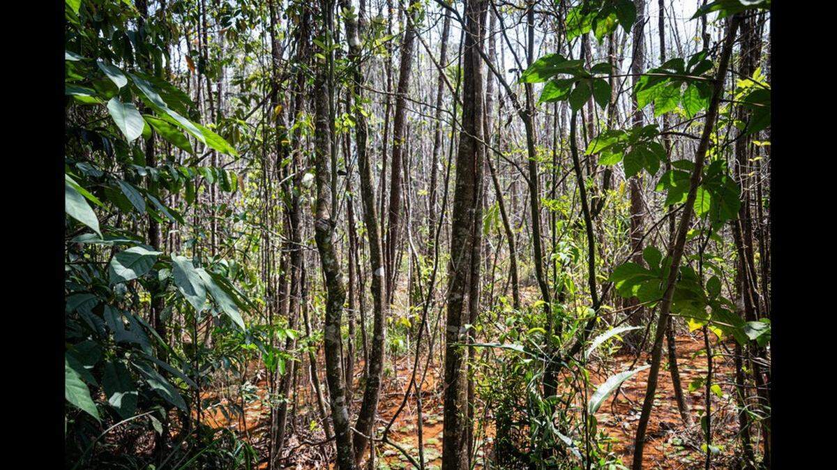 Researchers rediscovered the Pernambuco Holly tree in Igarassu, Brazil.