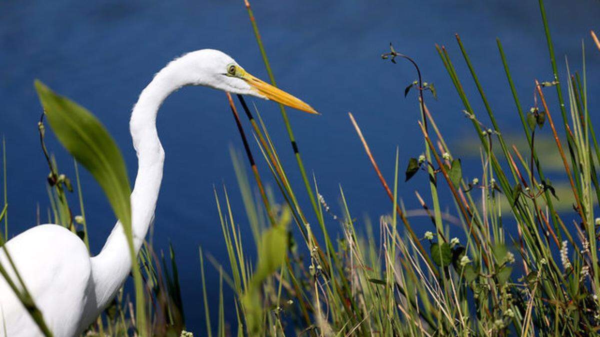 Everglades National Park alone needs $75 million worth of work.