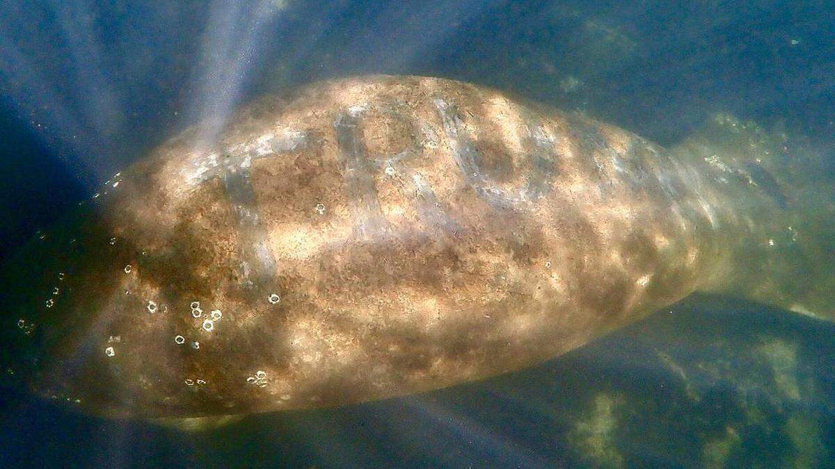Authorities continue to look for whomever carved “Trump” into the algae on a manatee’s back.
