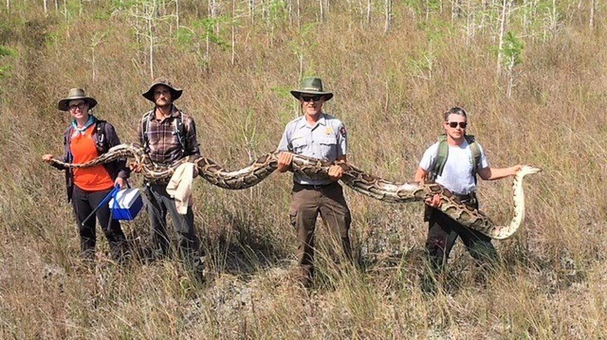 A team of hunters with the Big Cypress National Preserve captured a record-setting female python that was over 17 feet long, weighed 140 pounds, and contained 73 developing eggs. The group posted the image to its Facebook account on April 4, 2019.