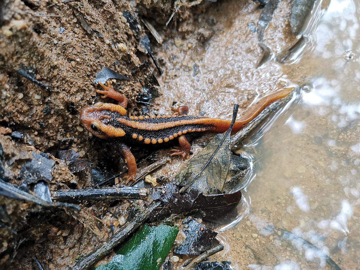 The newt has knobby warts, reminiscent of the bumps on a crocodile.