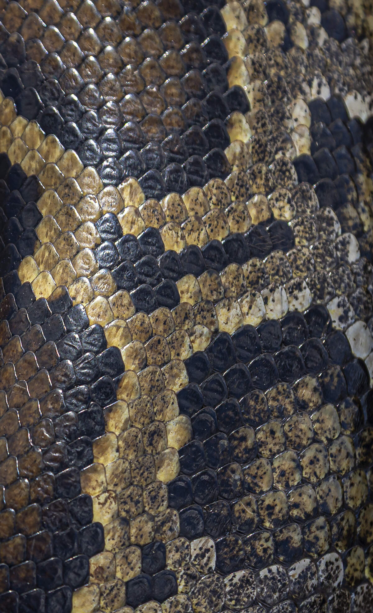 A close up of a female pythons skin that was caught in the Everglades by Brandon Welty and Melissa Miller.