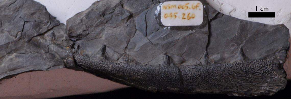 The jaw is long and curved with two different types of teeth, researchers said.