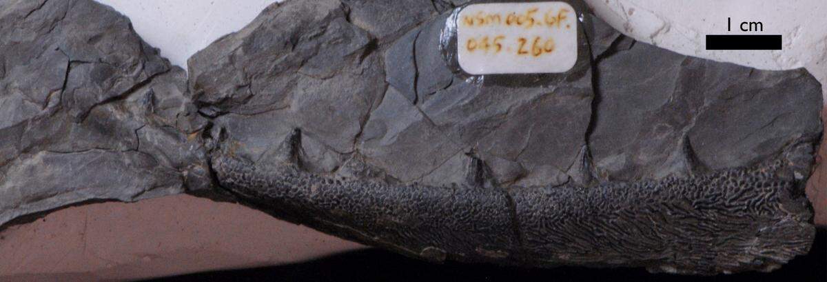The jaw is long and curved with two different types of teeth, researchers said.