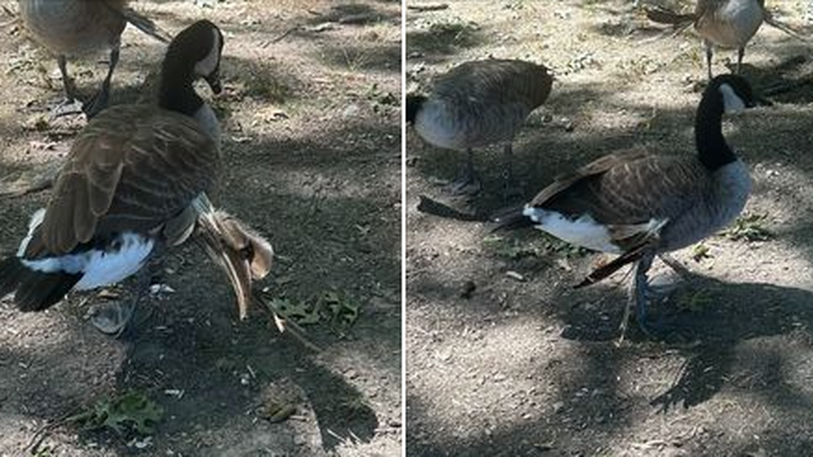Maine park officials shared images of a goose they saw with a drooping wing — a fatal condition called angel wing, officials said in a Facebook post.