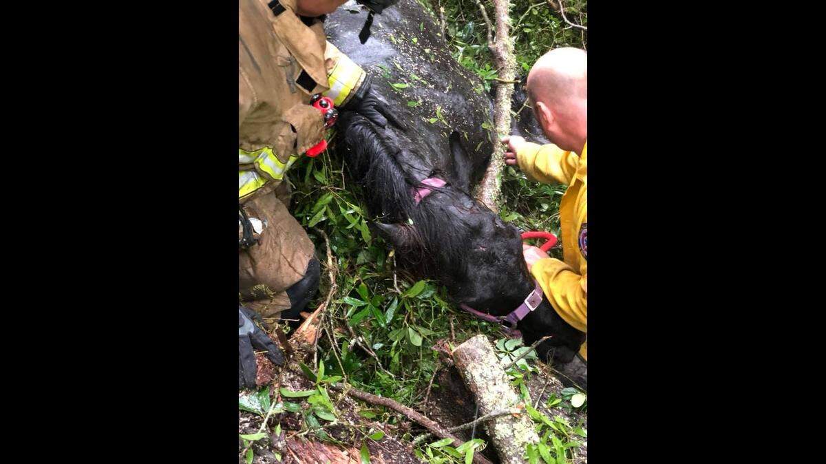 Alachua County Fire Rescue crew begin to extricate a downed horse who happened to be standing near an oak tree that was blown over in storms in the Florida county on April 19, 2019.