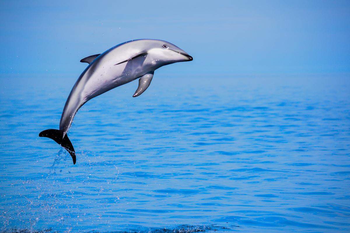 Dusky dolphins are about 6 feet long and live in a few regions in the world’s Southern Hemisphere.