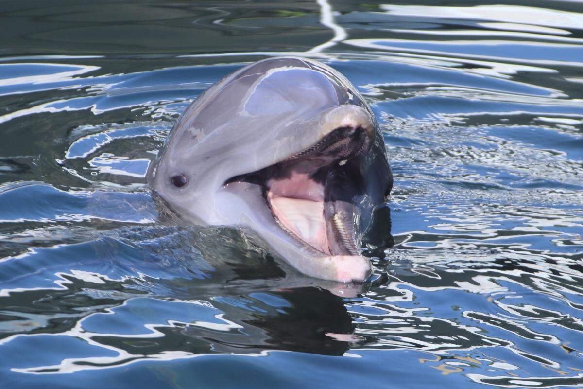Zo, a 19-year-old male Atlantic bottlenose dolphin, swims at Dolphin Life, a marine mammal facility in Key Largo. He and three other dolphins were moved to the facility from the Miami Seaquarium.