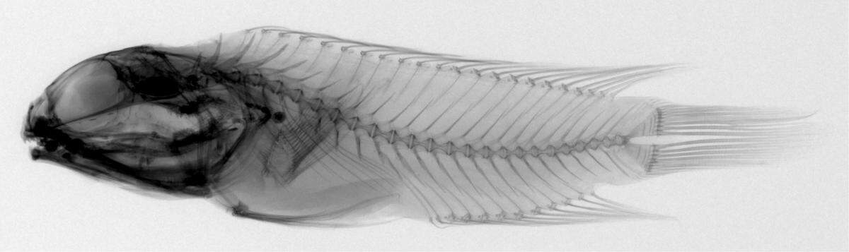 The jawfish’s large head is used to help burrow into the sand, researchers said.