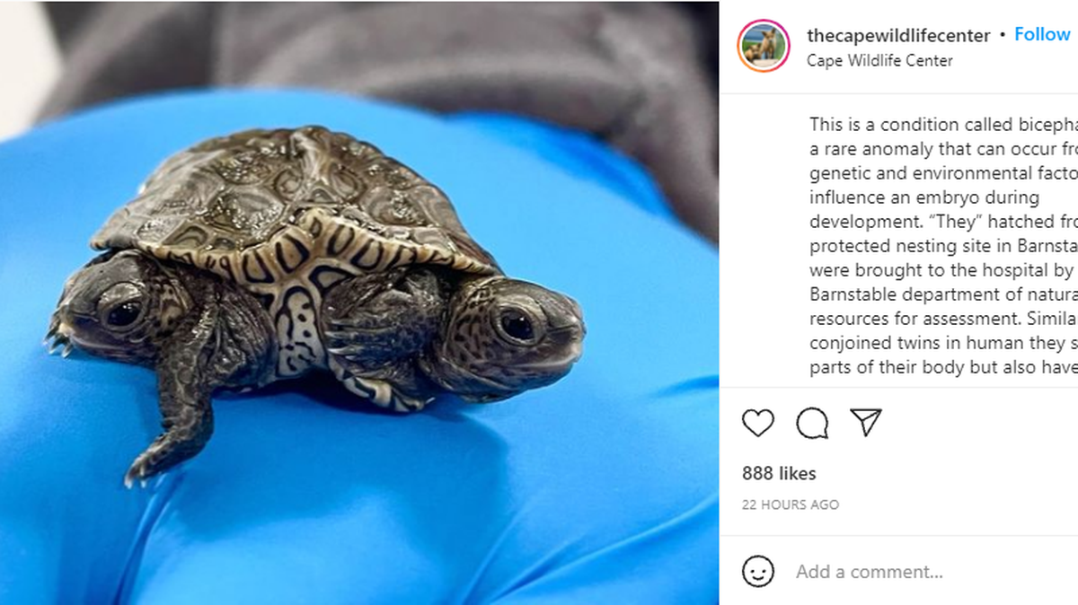 A rare two-headed turtle with six legs hatched at a Massachusetts nesting site, according to Cape Wildlife Center.