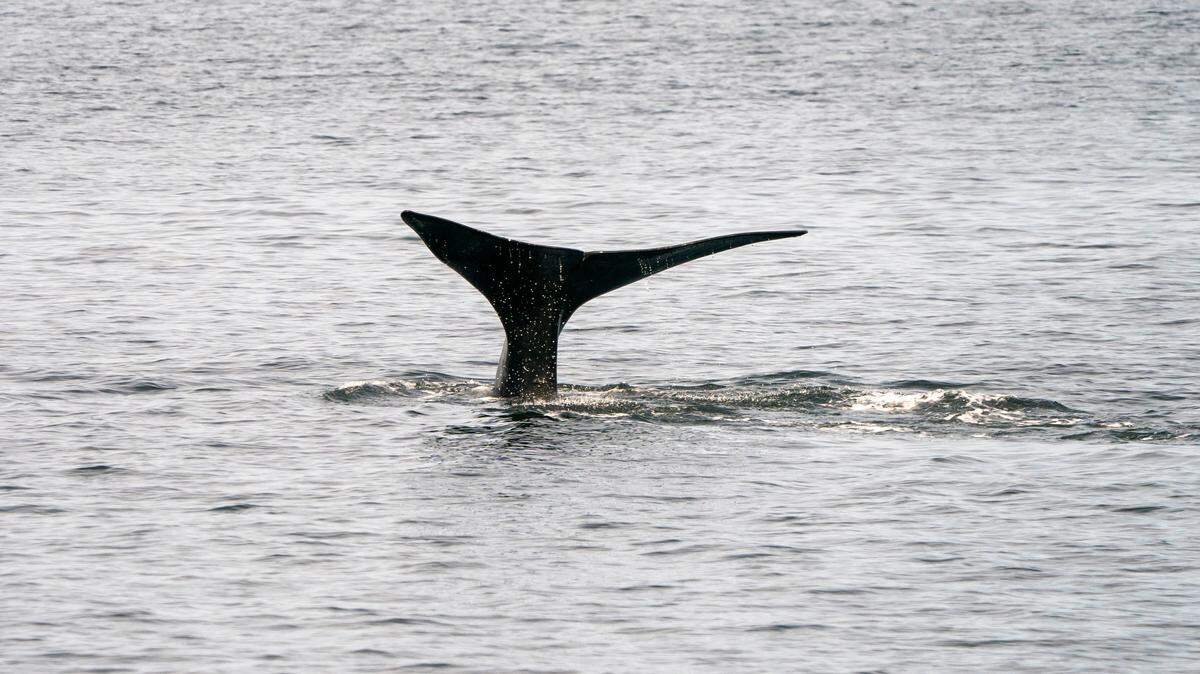 A North Atlantic right whale swims in the waters of Cape Cod Bay April 14, 2019 near Provincetown, Massachusetts. - The North Atlantic right whale is one of the worlds most endangered large whale species, with only an estimated 418 remaining. So far this year seven North Atlantic right whale calves have been spotted. (Photo by Don Emmert / AFP) (Photo credit should read DON EMMERT/AFP via Getty Images)