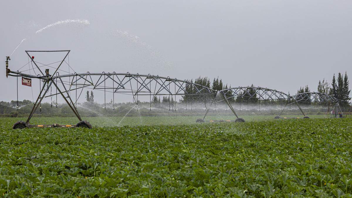 An irrigation system is used on zucchini crops at Torbert Farm as workers prepare for a cold front expected over the weekend and into next week across South Florida on Friday, Jan. 30, 2026, in Homestead, Fla.