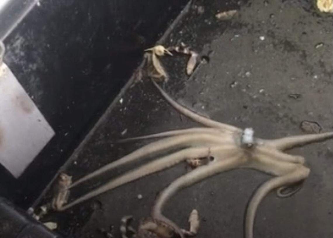 An octopus is still living after being torn apart by a Florida Keys commercial fisherman on Nov. 19, 2022.