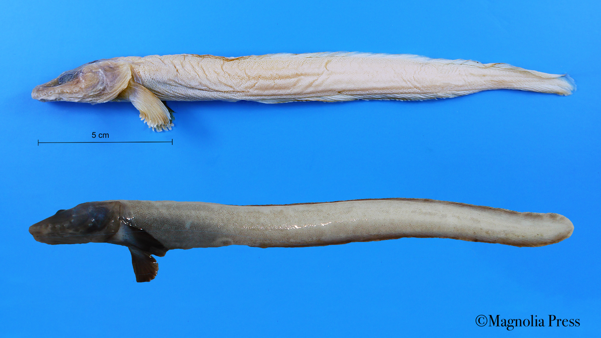 Eelpouts are fish species that typically live in deep water environments, researchers said.