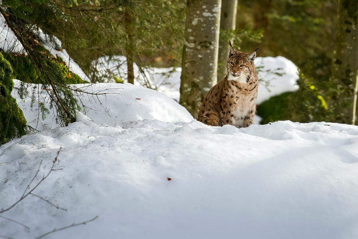 Lynx earned a reputation as killers in medieval times by killing more animals than they ate when attacking herds, the researchers said.