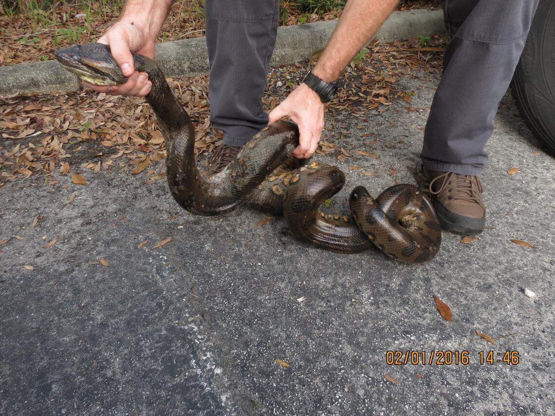 Green anacondas are considered to be the largest snake in the world, and make their home in northern South America.