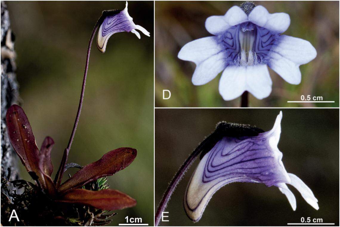 Several views of Pinguicula jimburensis.