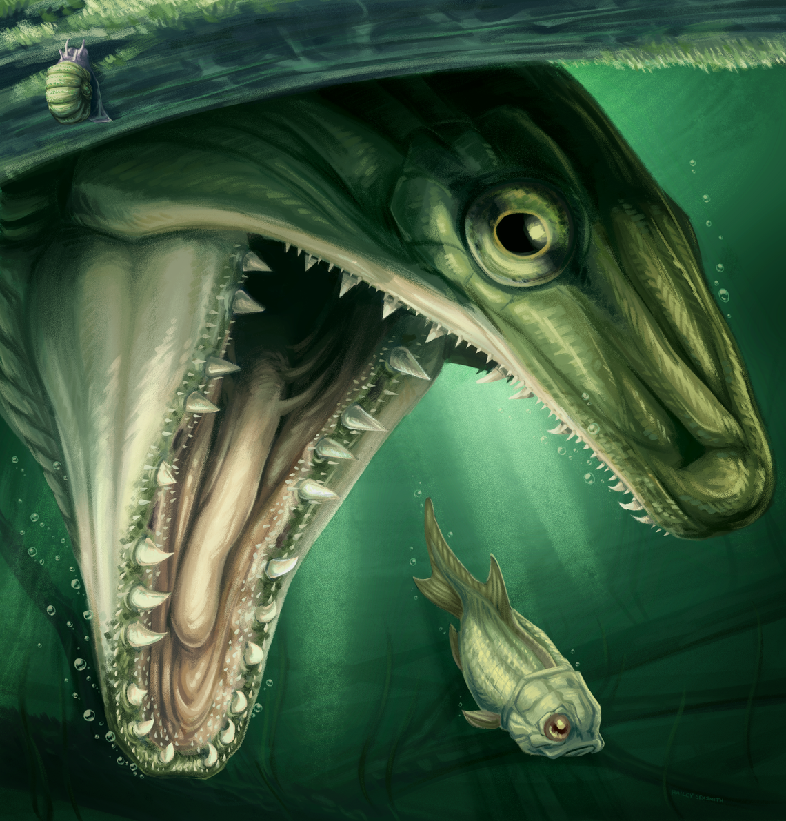 The predatory fish would have been about 3 feet long and an effective hunter.